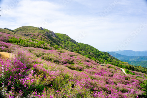 Wall Mural Pink royal azalea flower or cheoljjuk in Korea language bloom around the hillsid