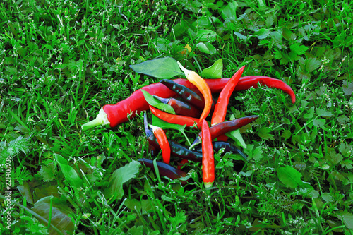 Fresh multi-colored organic hot chili or bitter pepper. Spice that has a burning taste. A generous collection of organic vegetables. Selective focus, space for text. Dieta paleo