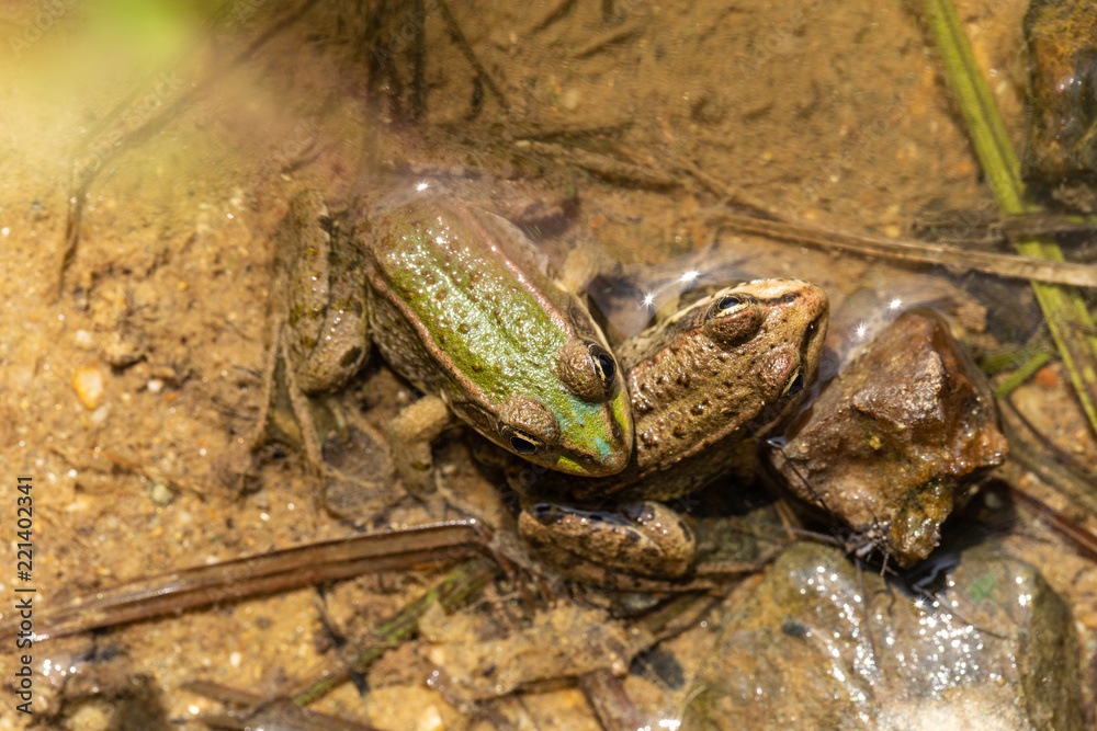 Fototapeta premium Froschleben