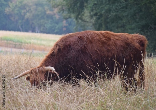 Schottische Hochlandrinder auf einer Weide im Hochsommer