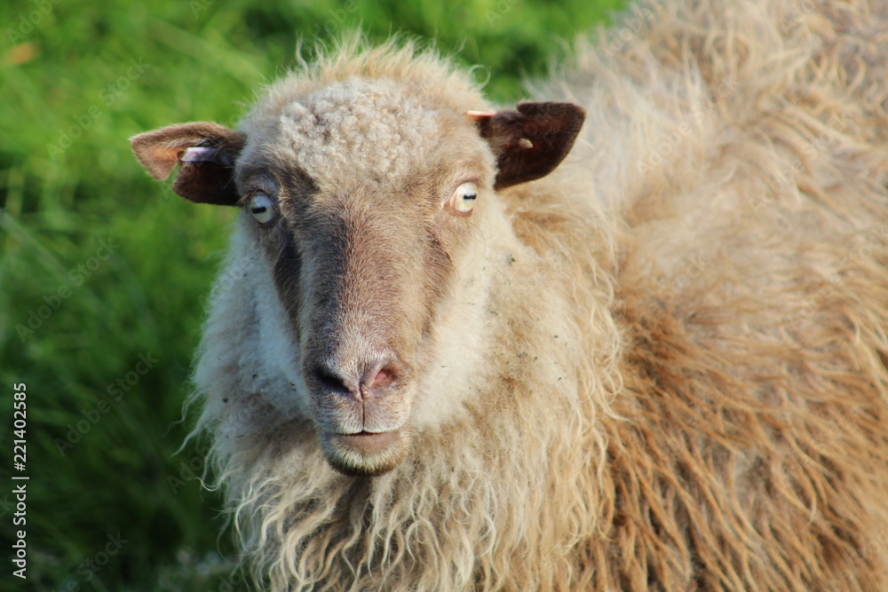 Sheeo or ram portrait in the faroe islands Sheeo or ram portrait in the faroe islands