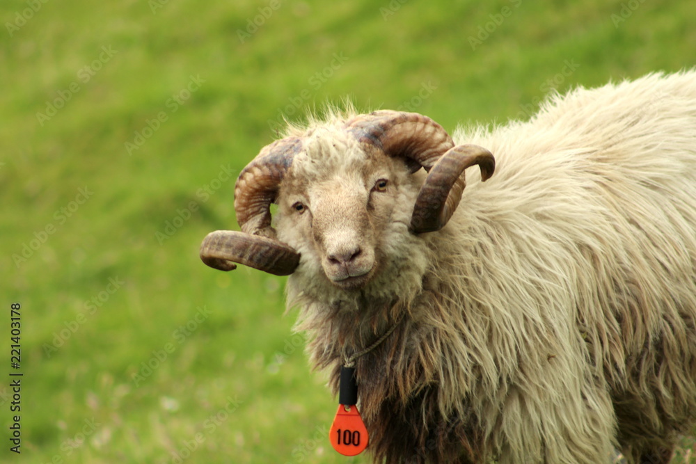 Faroense sheep or ram portrait with beautiful curved antlers Faroense sheep or ram portrait with beautiful curved antlers