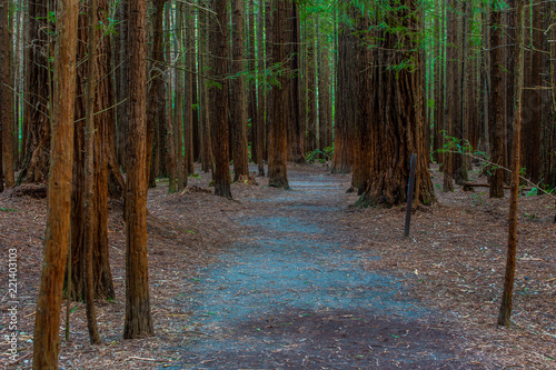 Redwoods Forest - Rotorua 