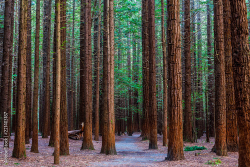 Dekoracja na wymiar  redwoods-forest-rotorua