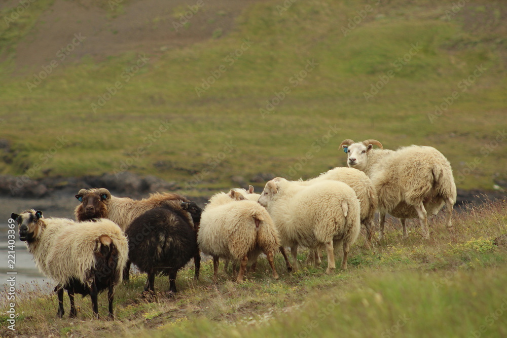 A group of Icelandic sheep grazing in a field A group of Icelandic sheep grazing in a field