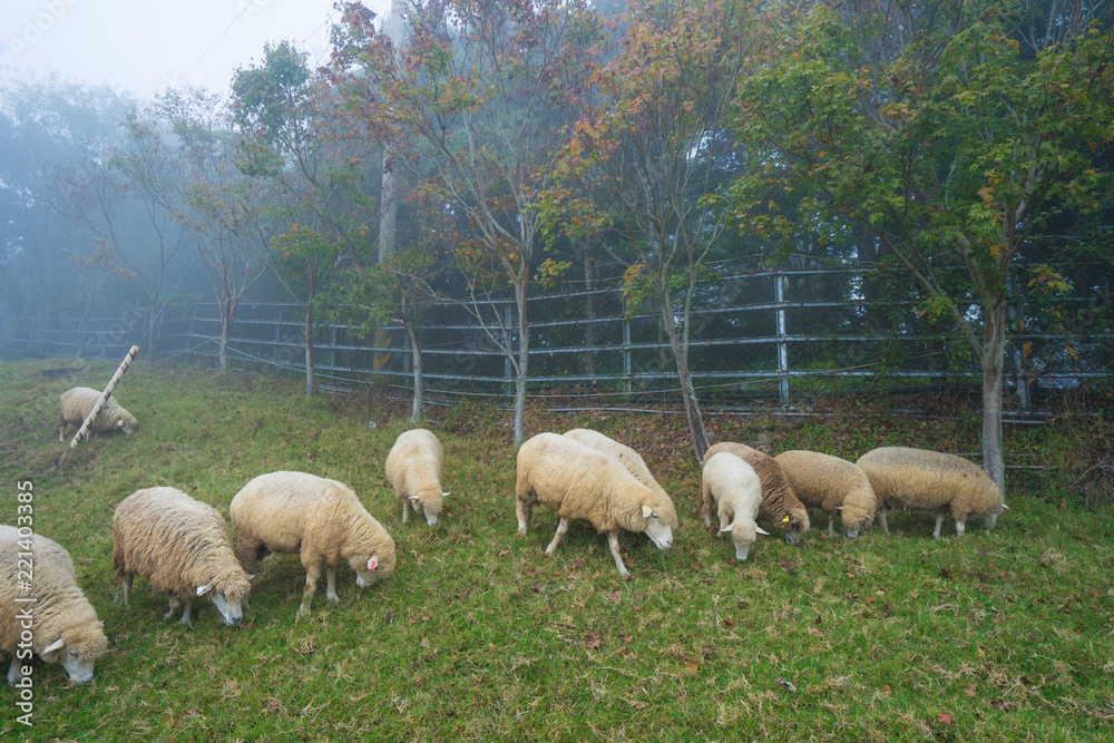 Fototapeta premium Herd of sheep on green pasture. Sheep eating grass in nature on meadow.