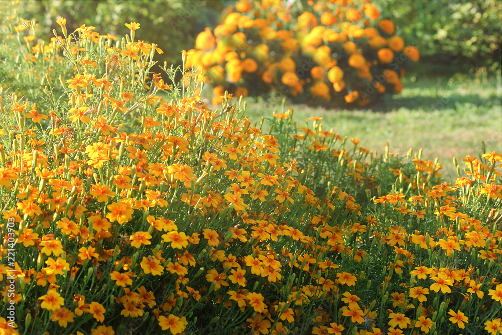 Obraz premium Marigolds(Lat.taigits, Eng.marigolds, Ukr.Chernobyls),or marigolds erect,or Tagetian erect or Tenuolion talents.It is used as a seasoning and medicine.Official flowers of the Day of the Dead in Mexico