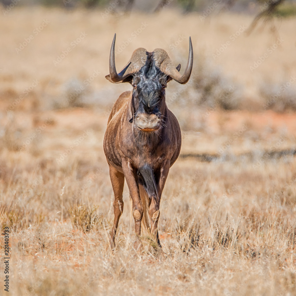 Black Wildebeest Black Wildebeest