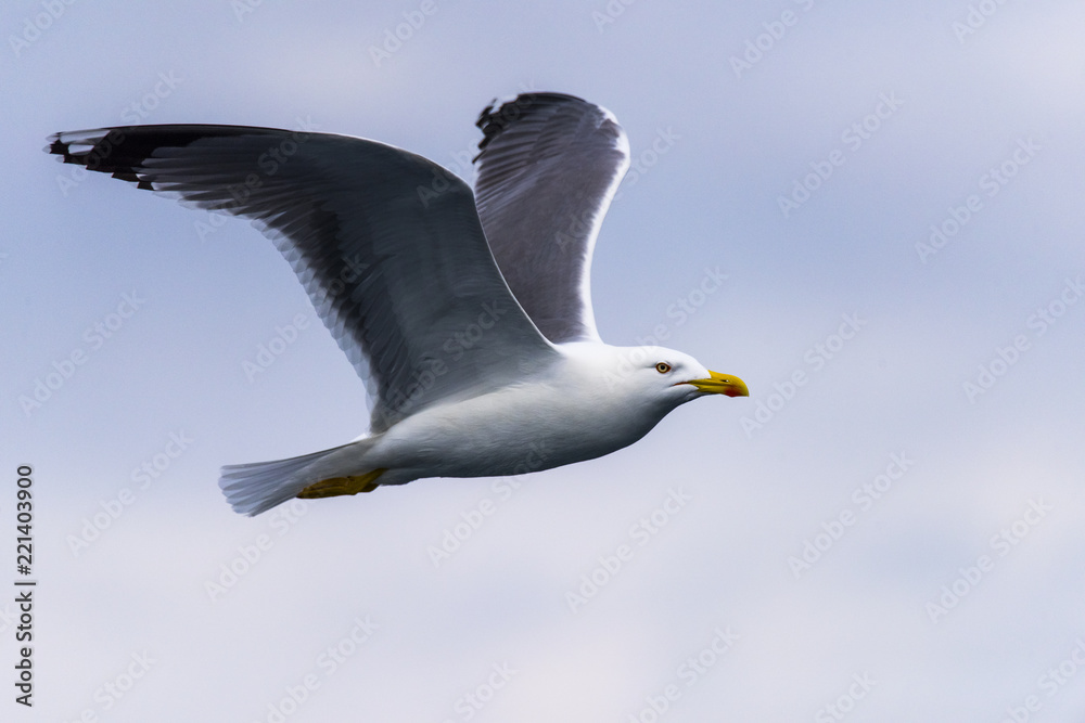 sea gulls flying, cloudy, sea shore sea gulls flying, cloudy, sea shore