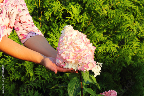 Romantic white flower hydrangea paniculata (Latin Hydrangea paniculata). A flower in the hands of a young woman. Selective focus, side view, place for text.