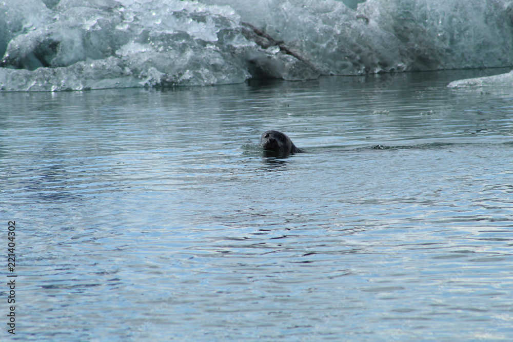 Fototapeta premium Seal swimming in the freezing water in the iceberg glacier lagoon in Iceland