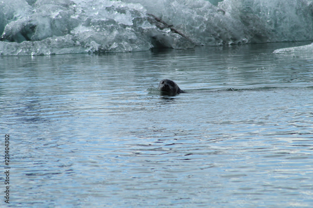 Seal swimming in the freezing water in the iceberg glacier lagoon in Iceland