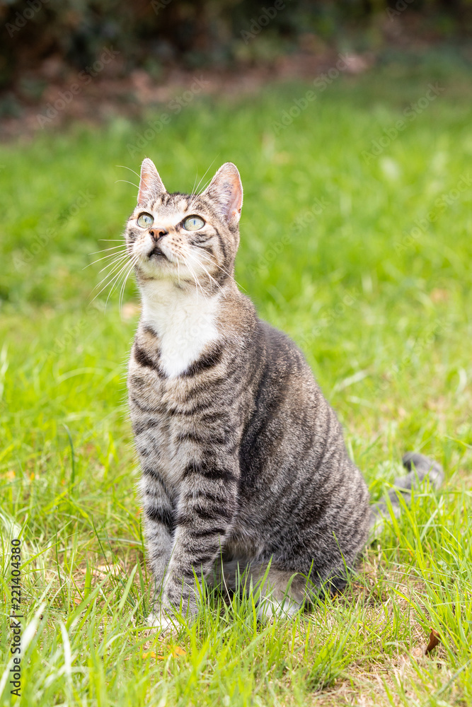 cute cat in the grass cute cat in the grass