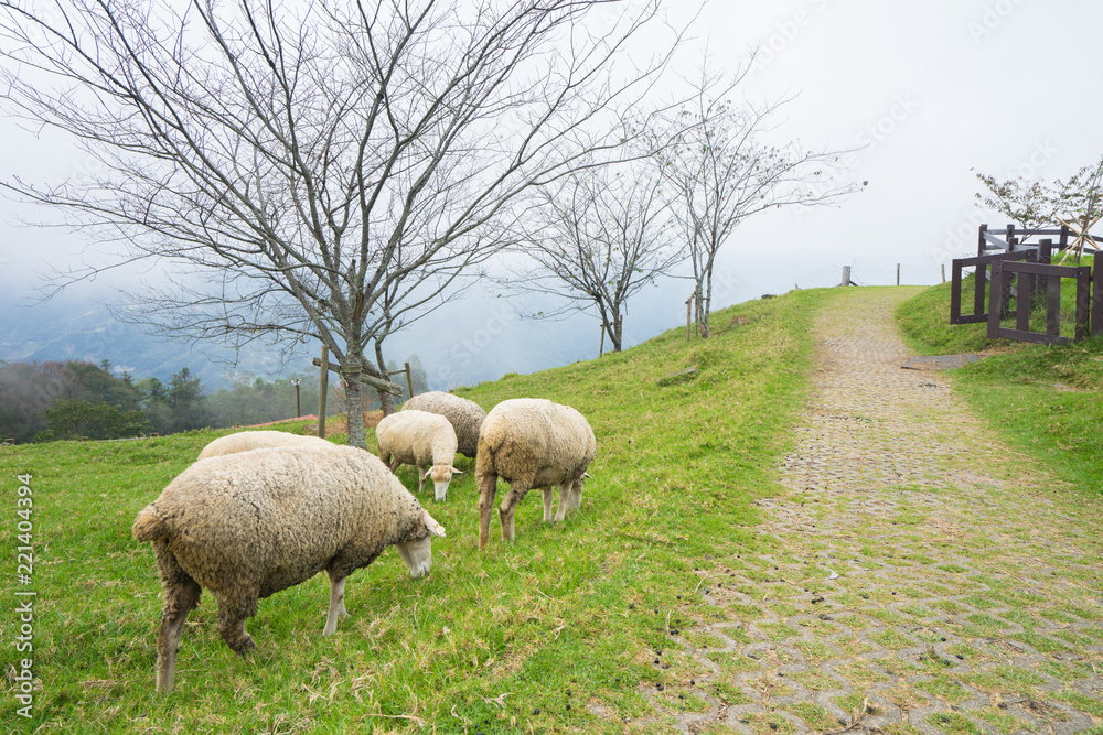 Obraz premium Herd of sheep on green pasture. Sheep eating grass in nature on meadow.