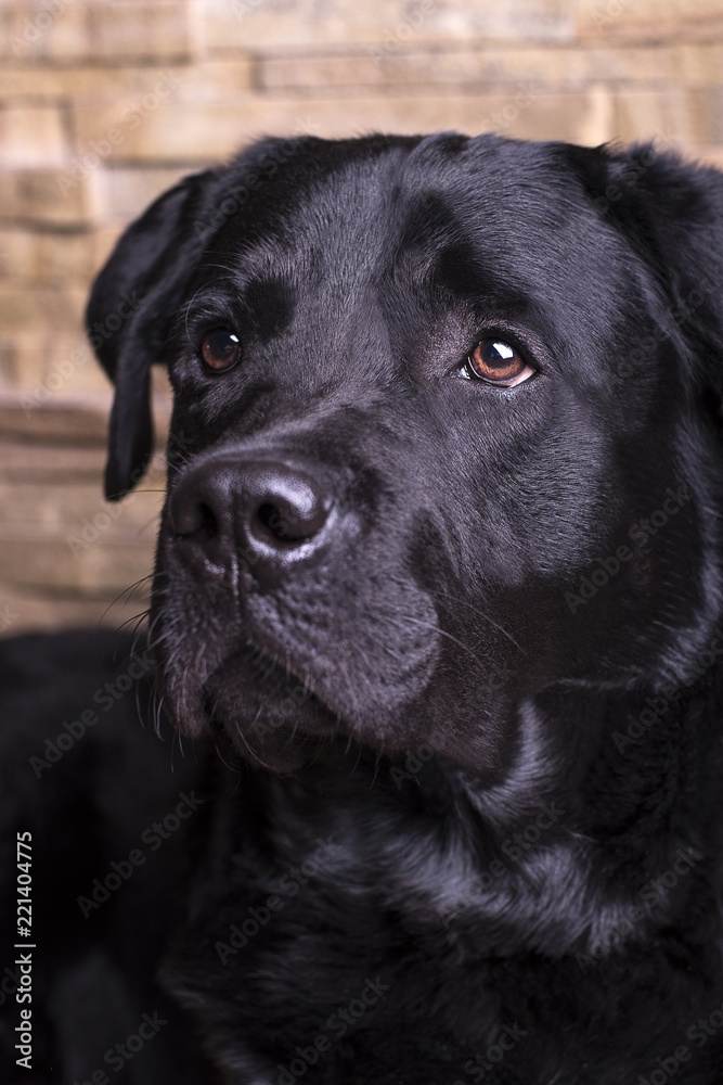 Portrait of a young labrador retriever, looking smart eyes carefully aside against the backdrop of a stone wall.