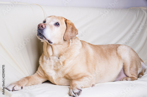 Adult labrador Retriever dog lying on a light pastel background