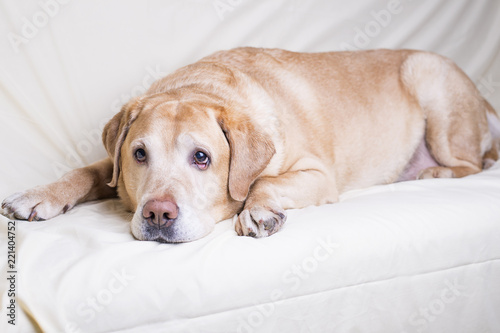 Labrador Retriever dog lying sadly lonely on floor peeking to the side on a white background.