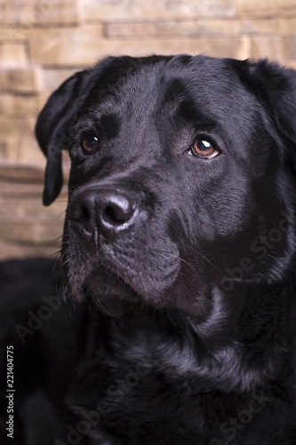 Portrait of a young labrador retriever, looking smart eyes carefully aside against the backdrop of a stone wall.