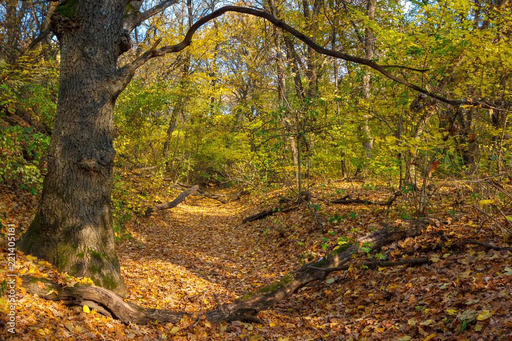 The sunny old rural road leading through autumn forest with fallen trunks The sunny old rural road leading through autumn forest with fallen trunks