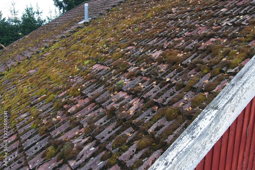 Moss on roof tiles