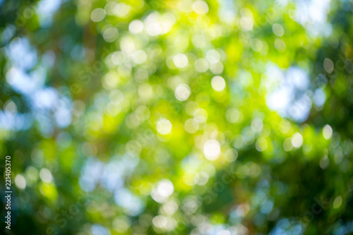 Green and blue summer bokeh for background. bokeh of tree and Pastel Green Bokeh Background. Blurred photo. Defocused of green leave with blossoming trees in sunny day.