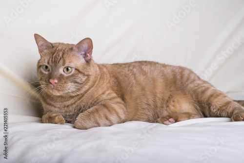 Red cat, lying on a light background and looking carefully with intelligent eyes