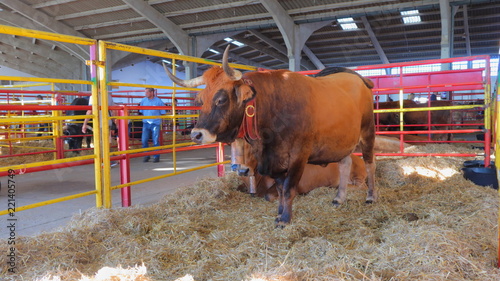Toro marrón con cencerro en una exposición de ganado