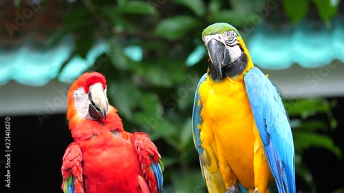 Macore bird.