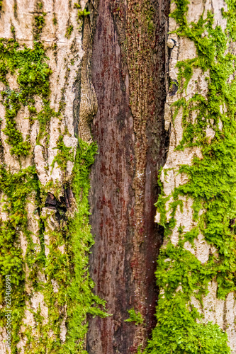 trunk texture