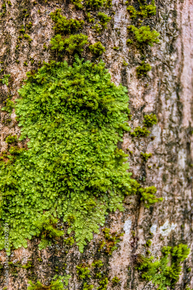 trunk texture trunk texture