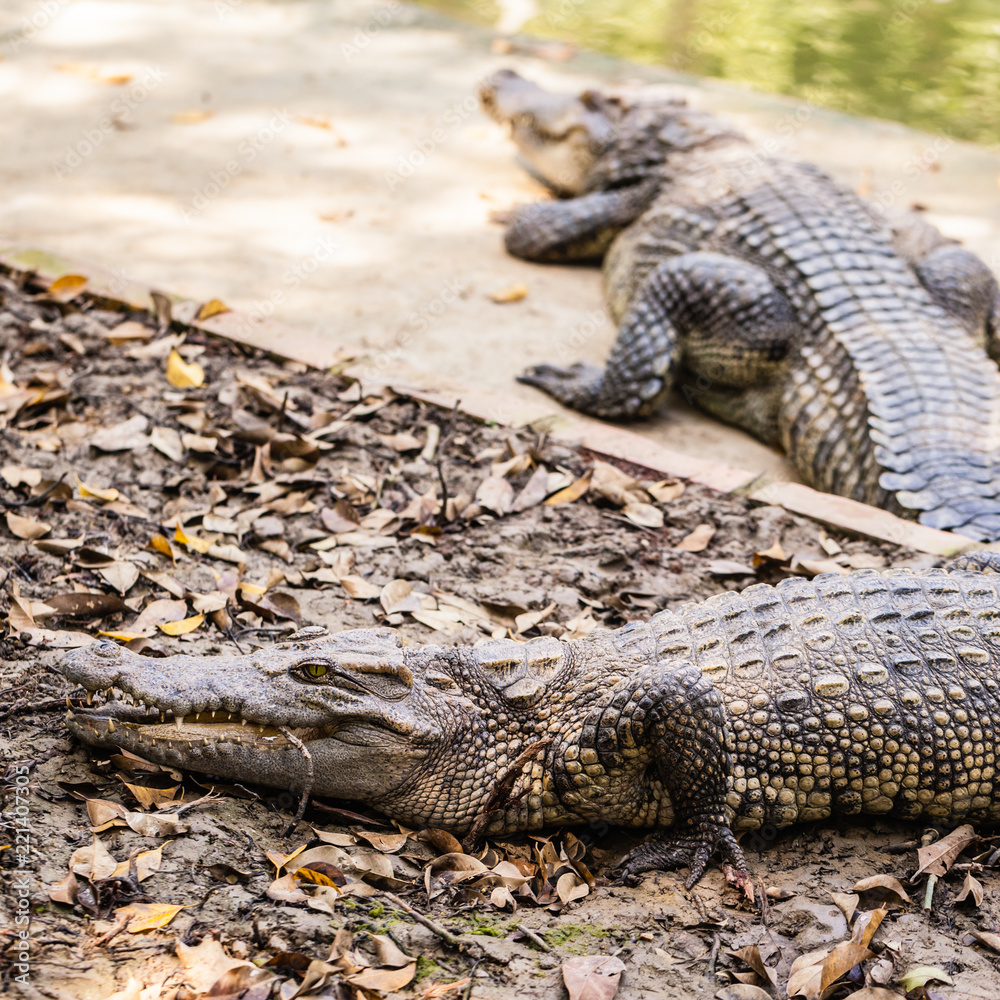 Scary alligators resting Scary alligators resting