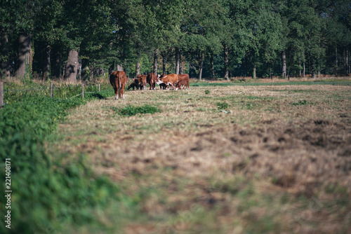 Herd of grazing brown cows in summer meadow.