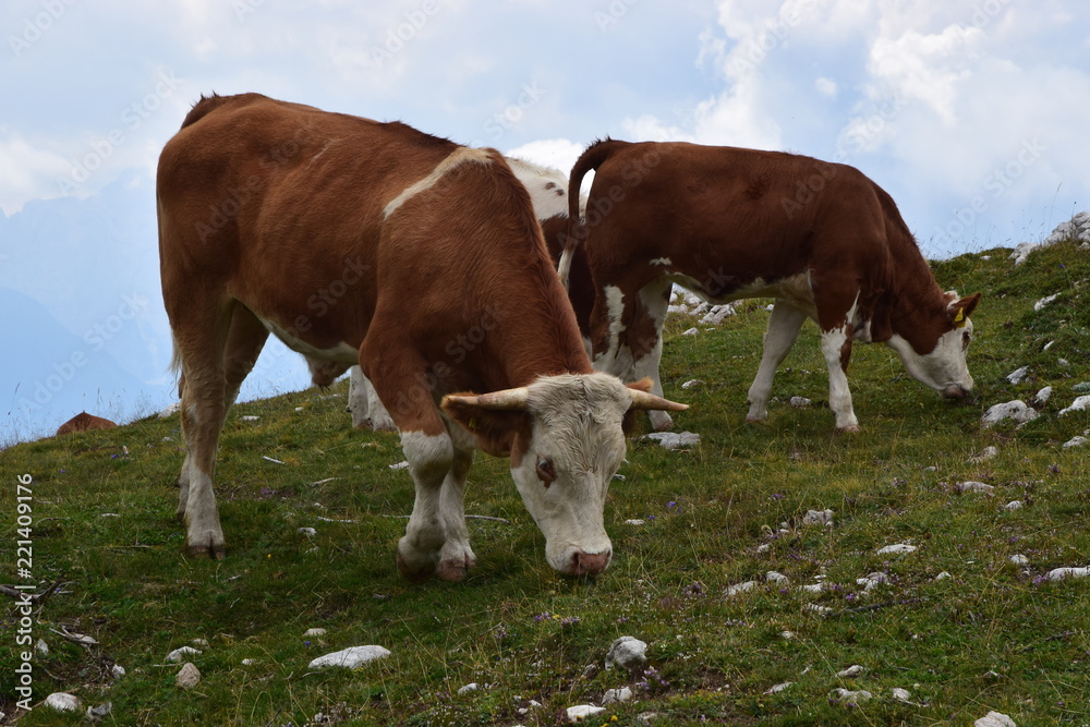 mucche al pascolo in malga
