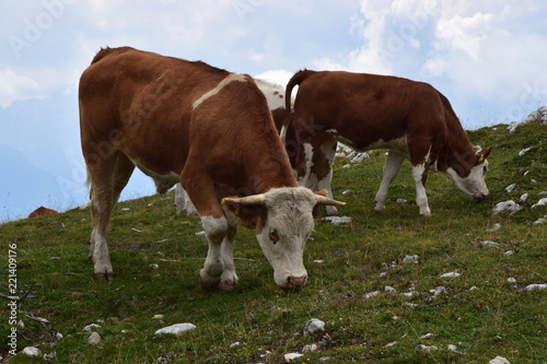 mucche al pascolo in malga