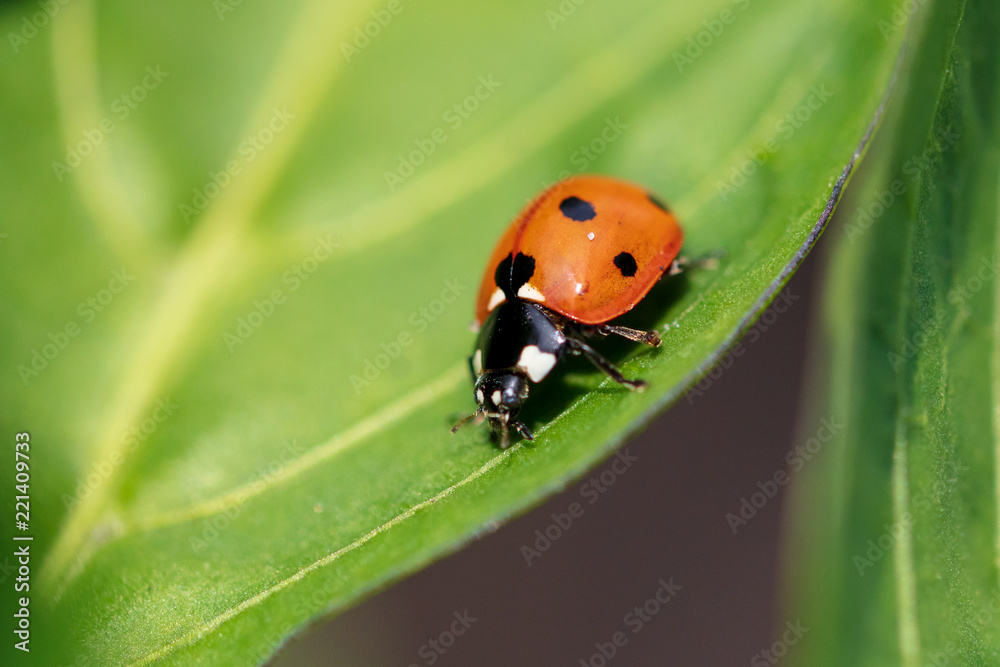 A ladybug on the leaves of a plant A ladybug on the leaves of a plant
