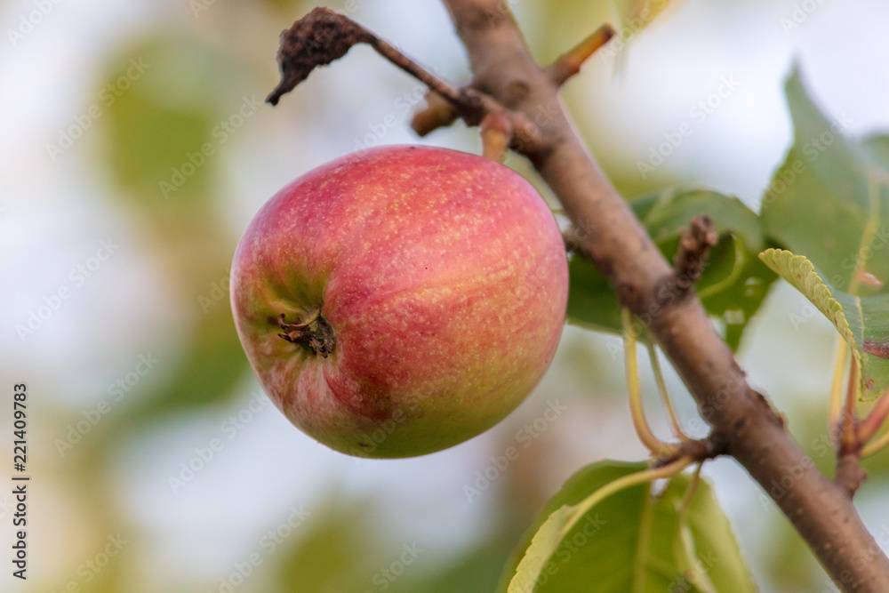 Apples on the branches of a tree Apples on the branches of a tree