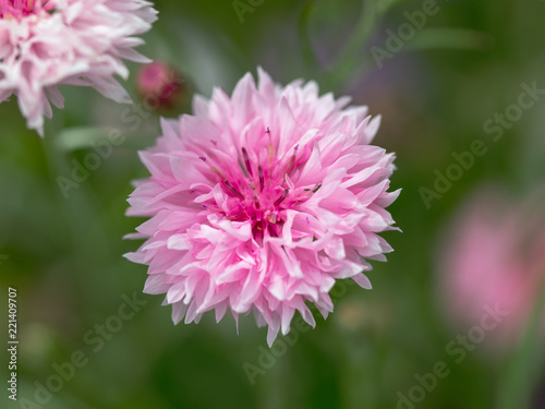 Beautiful pink flower growing in the park