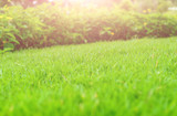 The morning sun shines on the green lawn in front of the house. Natural background background