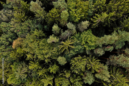 Canvas Print Forrest