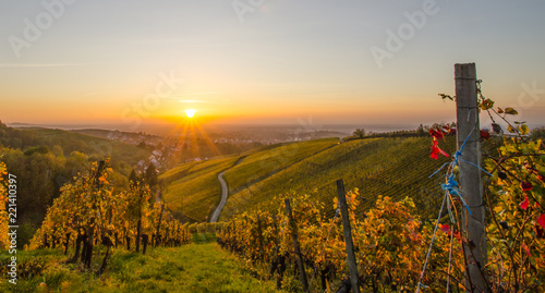 Weinberge im goldenen Licht im Sonnenuntergang Offenburg Schwarzwald