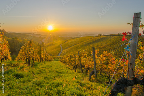 Weinberge im goldenen Licht im Sonnenuntergang Offenburg Schwarzwald