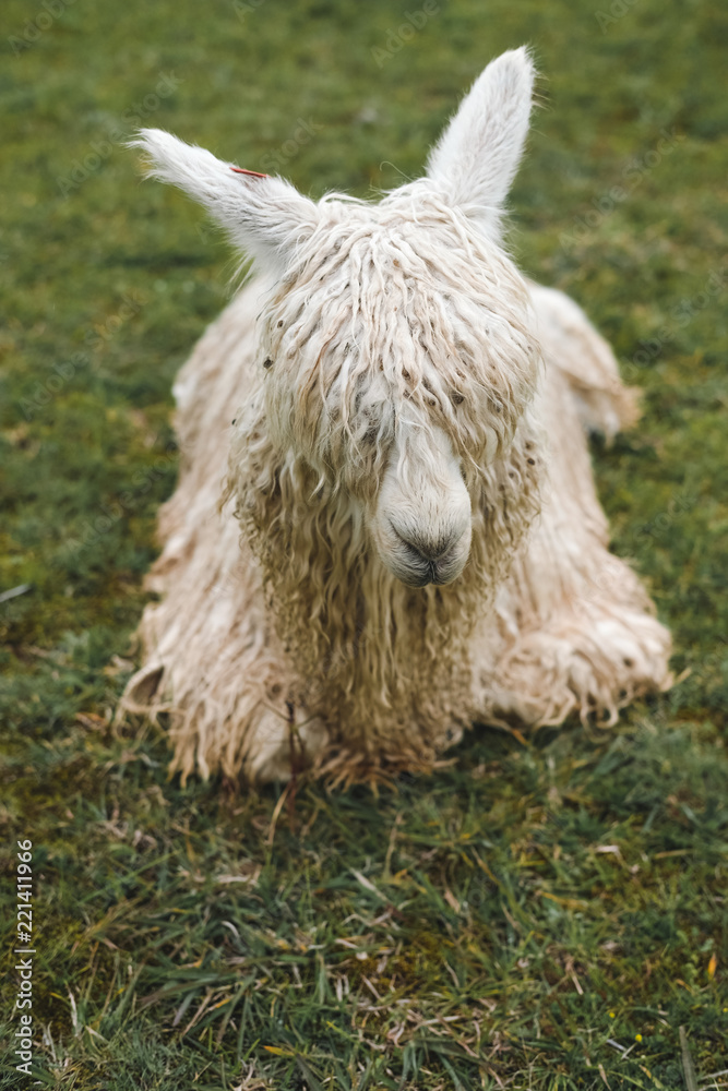 The white lama lies on a background of green grass. A little dirty coat.  Rainy weather. Peru Stock Photo | Adobe Stock