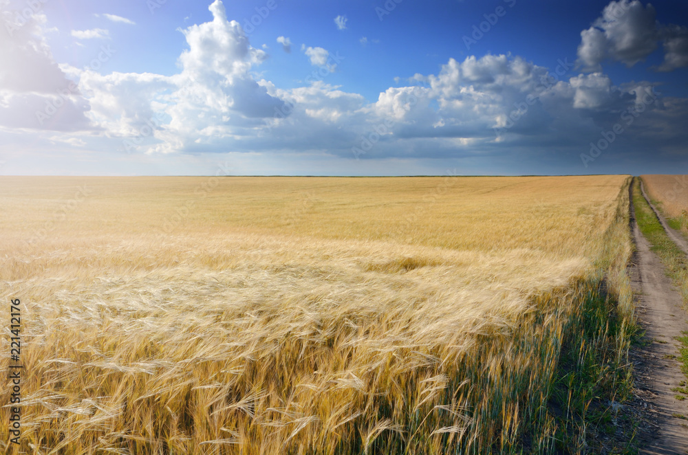 Barley field under cloudy blue sky in Ukraine