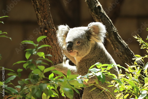 Photography コアラ　コアラのアップ　コアラの横顔