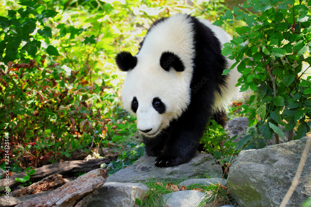 Obraz premium Panda giant is walking in nature