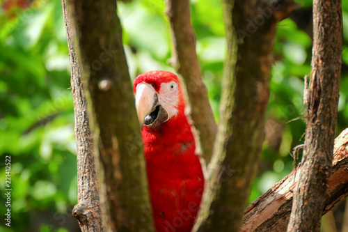 Curious macaw of ara between the trees