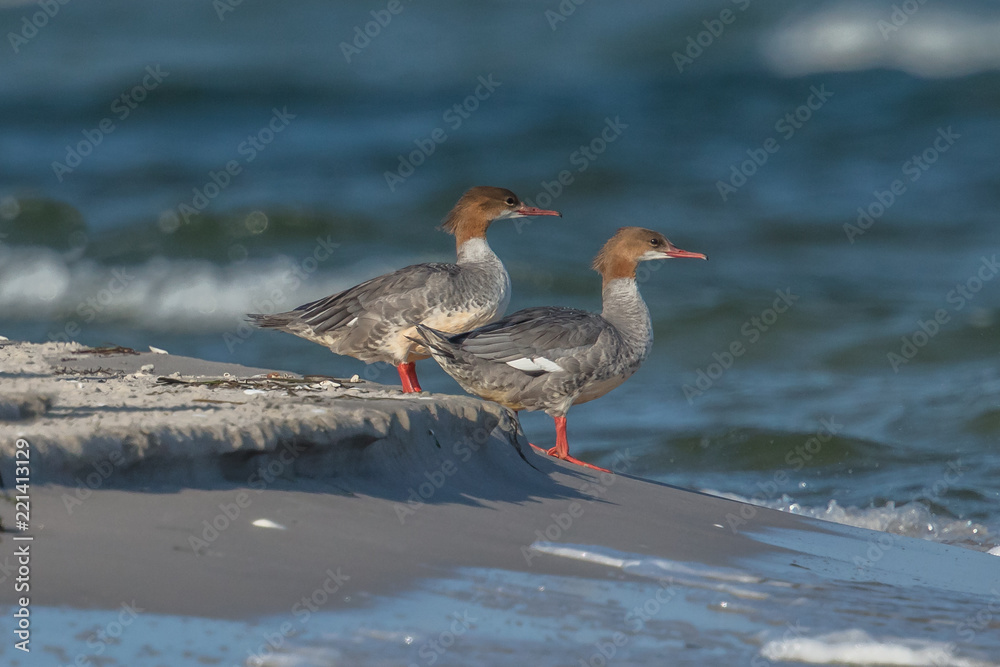 Gänsesäger am meer Gänsesäger am meer