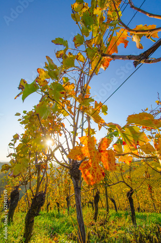 Weinberge im goldenen Licht im Sonnenuntergang Offenburg Schwarzwald photo