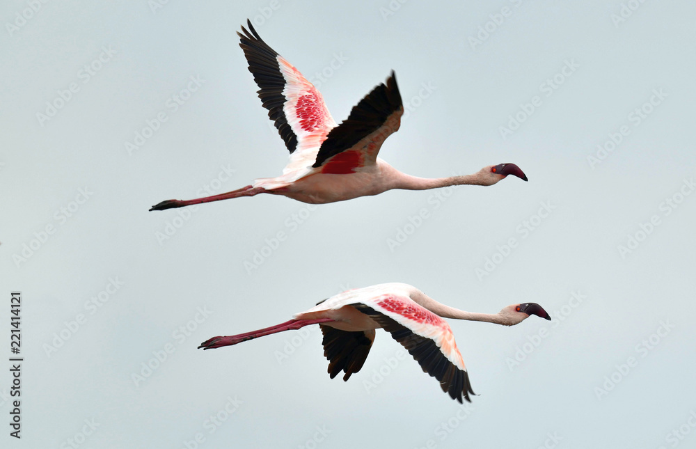 Naklejka premium Flamingos in flight. Flying flamingos over the water of Natron Lake. Lesser flamingo. Scientific name: Phoenicoparrus minor. Tanzania.