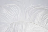 white and delicate ostrich feather